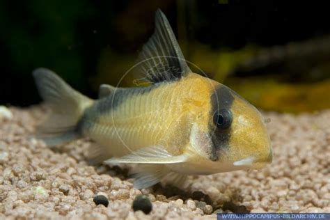 Corydoras Davidsandsi Alias Corydoras Catfish Hippocampus Bildarchiv