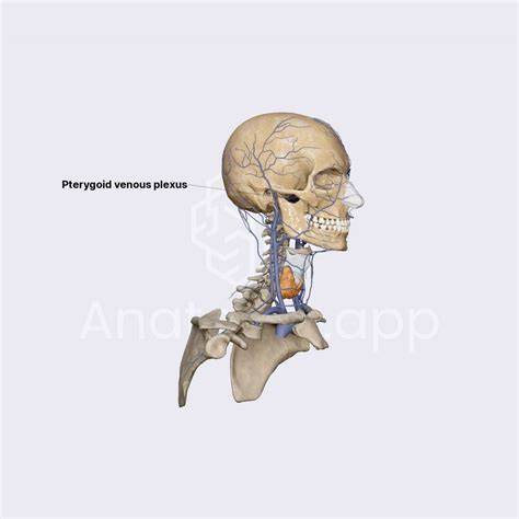 Pterygoid Venous Plexus Media Library Anatomy App Learn Anatomy