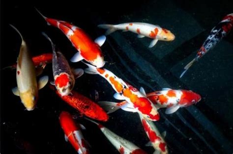 5 Jenis Ikan Koi Beserta Harga Dan Cara Merawatnya Tertarik Pelihara