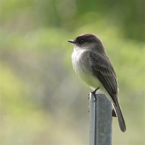 Eastern Phoebe Guelph Ontario Canada Jan Mersey Flickr