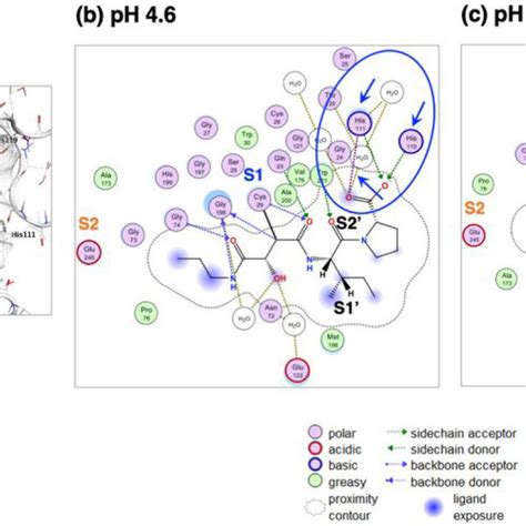 Molecular Docking Of Ca To Cathepsin B At Ph And Ph