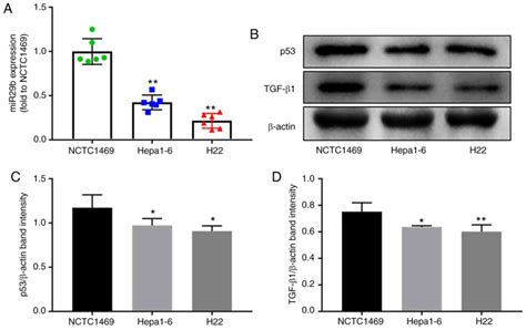 Mir‑29b Suppresses Proliferation And Induces Apoptosis Of