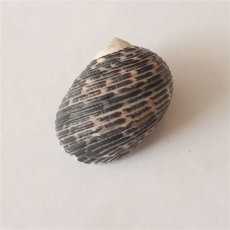 Nerita from Анапский р-н, Краснодарский край, Россия on September 1 ...