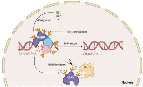 多聚ADP核糖聚合酶PARP酶活 抑制剂筛选检测试剂盒 每日生物评论