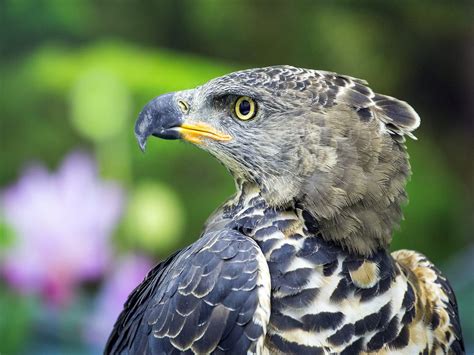 Crowned Eagle Bird Facts (Stephanoaetus coronatus) | Birdfact