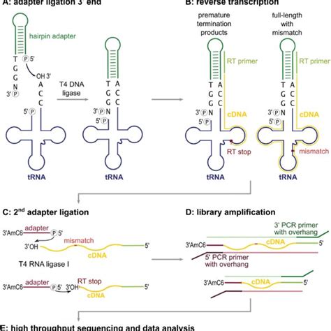 Dna Hairpin Adapter Ligation A Dna Hairpin Adapter For Lotte Seq