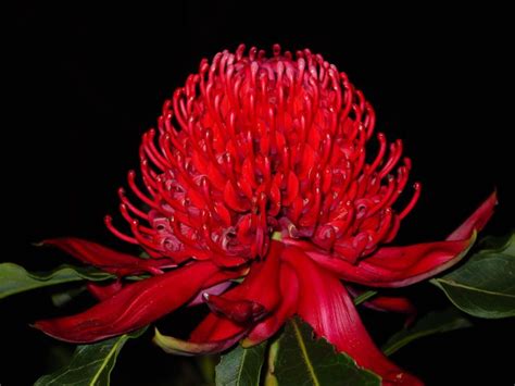 Waratah State Emblem New South Wales Waratah Flower Australian