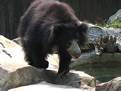 Sloth bear Facts for Kids