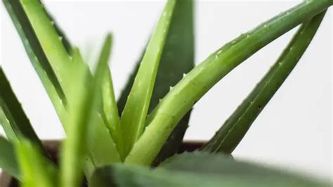 20 Manfaat Aloe Vera Untuk Kecantikan Baik Untuk Wajah Dan Rambut