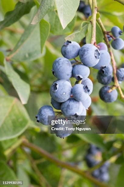 Huckleberry Background Photos And Premium High Res Pictures Getty Images