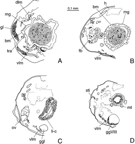 Larval Morphology And Phylogenetic Position Of Micromalthus Debilis Leconte Coleoptera