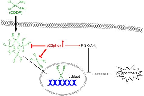 Dual Modes Of Action Of P Phox In The Mechanism Of Cddp Resistance In