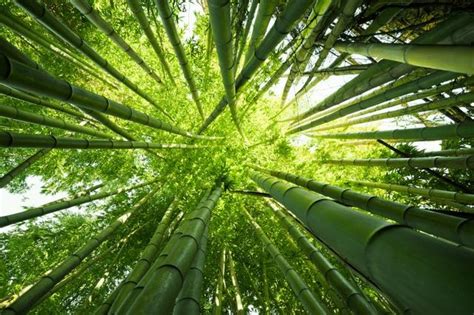 四川綠竹林 每日頭條