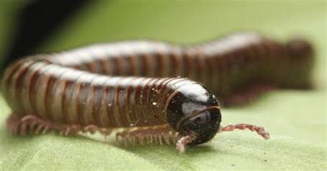 Piolho de cobra você sabe o que é e quais seus riscos Notícia Relevante