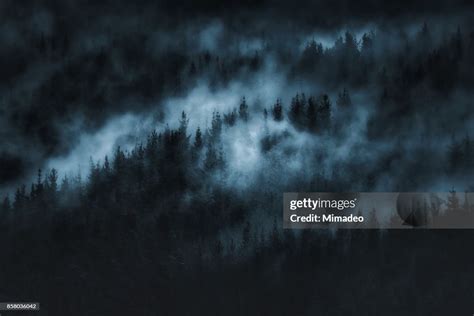 Dark Scary Forest With Fog High-Res Stock Photo - Getty Images