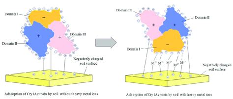 Schematic Presentation For The Adsorption Mechanism Between Cry Ac