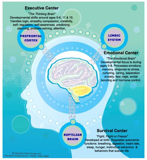 Understanding Child Brain Development