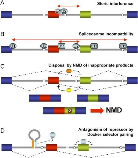 Alternative Splicing When Twos A Crowd Cell