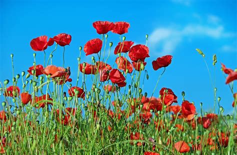 Plus De 10 000 Images De Coquelicot Et De Nature Pixabay