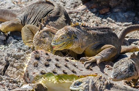 Galapagos land iguanas : wildlifephotography