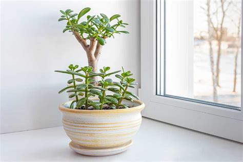 8 règles d or pour obtenir un arbre de Jade magnifique