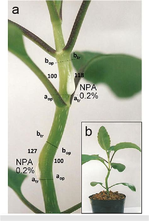 Pdf Differential Effects Of N Naphthylphthalamic Acid Npa And