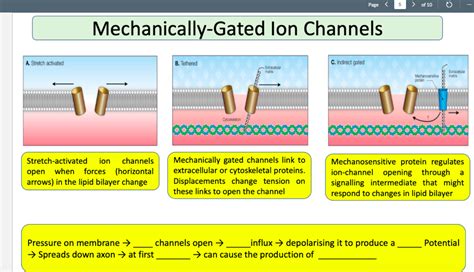 Solved Mechanically-Gated Ion Channels | Chegg.com