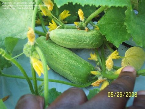 Plantfiles Pictures Cucumber Picklebush Cucumis Sativus By Almax881