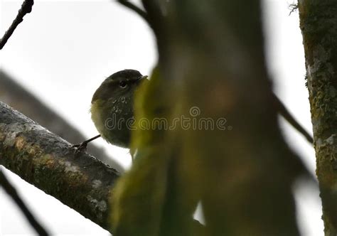 Blyth S Leaf Warbler A Passerine Bird Life Stock Image Image Of Wings