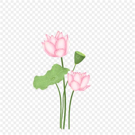 Lotus Leaf PNG Transparent Hand Painted Lotus Leaf Lotus Leaf