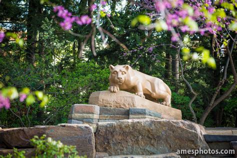 William Ames Photography Penn State Photos New Nittany Lion With