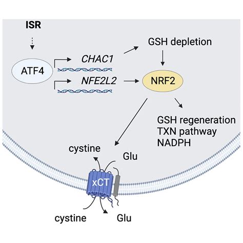 The integrated stress response effector ATF4 is an obligatory metabolic ...