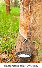 786 Rubber Tapper Tree Images Stock Photos Vectors Shutterstock