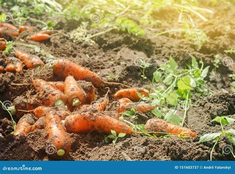 Cosecha De La Zanahoria En El Campo Verduras Org Nicas Crecientes