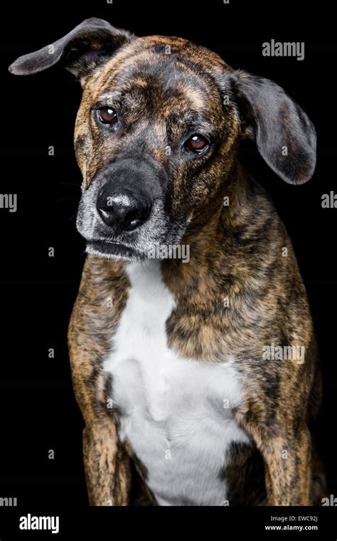 Retrato De Estudio De Un Perro Adulto Sobre Fondo Negro Pelaje Atigrado