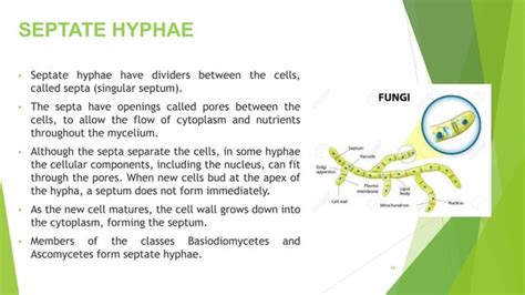 FUNGAL INFECTIONS OF ORAL CAVITY PPT