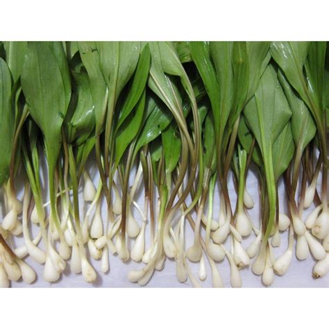Preço: €2.35 - Sementes de ALHO DOS URSOS, ALHO SELVAGEM (Allium...