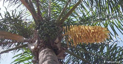 Growing Queen Palm Plants How To Care For Syagrus Romanzoffiana