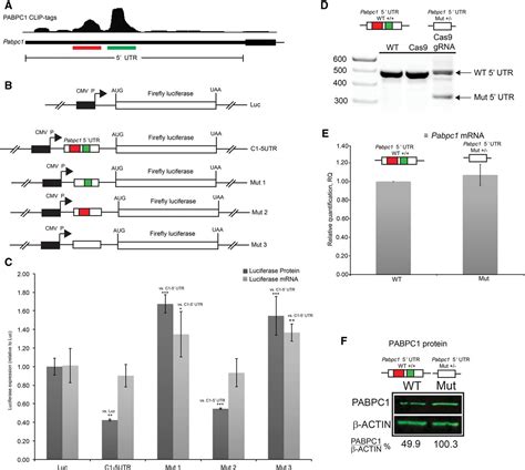 Cytoplasmic Polya Binding Protein 1 Binds To Genomically Encoded