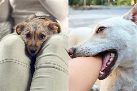 The Hidden Meanings Behind Some Of The Most Common Dog Behaviors Artofit