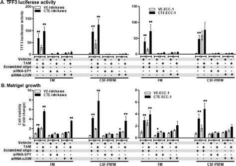 Sirna Mediated Depletion Of Sp Or C Jun Expression In Er Ec Cells