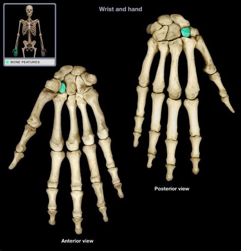 Anat Lab Wrist Bones Flashcards Quizlet