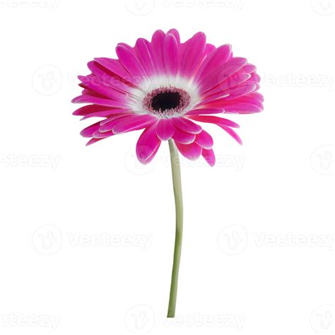 Pink Gerbera Flower 21454751 Png