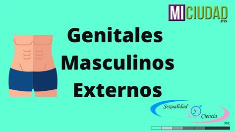 Genitales Masculinos Externos Youtube