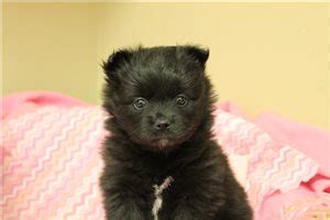 Pomchi Puppies for Sale from Reputable Dog Breeders