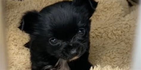 Chiot Abandonn Dans Un Cabinet V T Rinaire Vous Ne Croirez Pas Ce