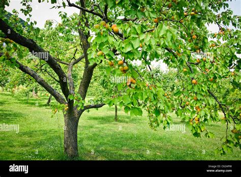 Apricot Tree Stock Photo Alamy