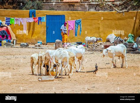 Maasai Goat Herd Hi Res Stock Photography And Images Alamy