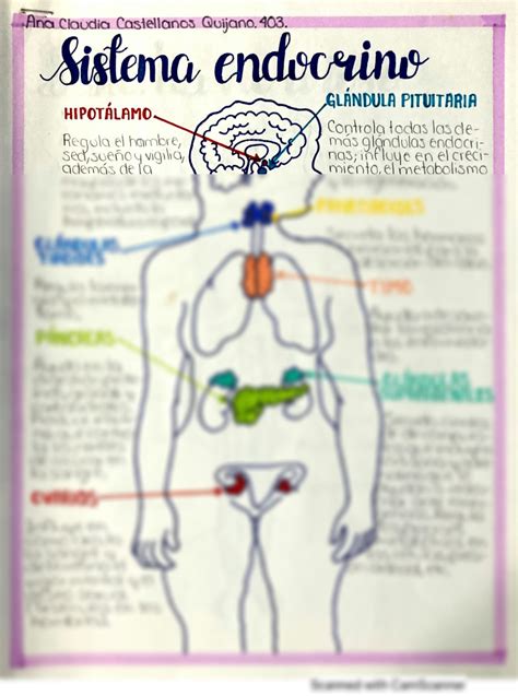 SOLUTION Sistema Endocrino Studypool