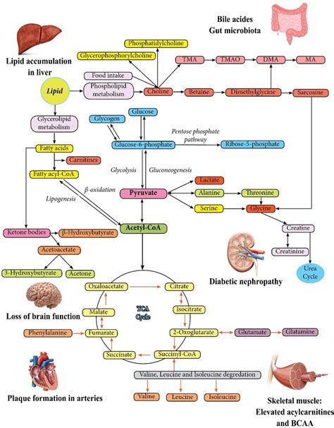 Schematic Representation Of The Metabolic Pathways In In The Events Of